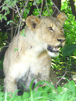 Lion Lion